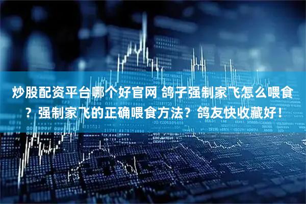 炒股配资平台哪个好官网 鸽子强制家飞怎么喂食？强制家飞的正确喂食方法？鸽友快收藏好！